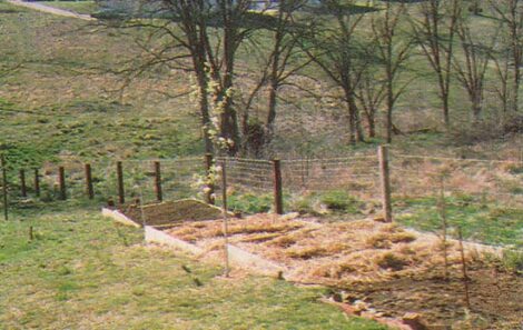 Shelterbelts: Plant Living Fences for Privacy Image